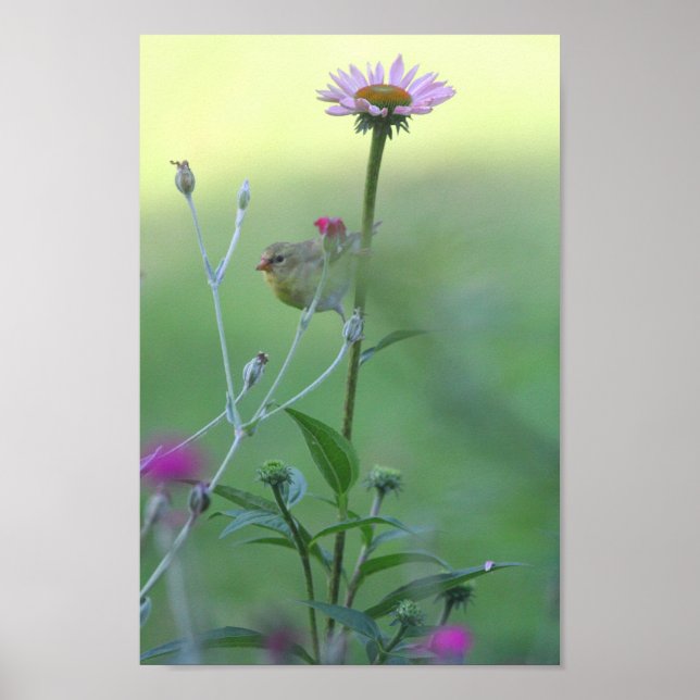 Goldfinch on a Coneflower Poster (Front)