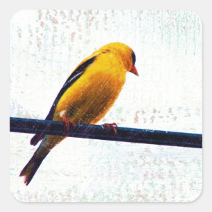 Goldfinch on a Power Line Square Sticker