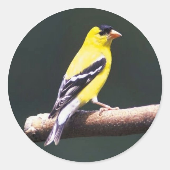 Goldfinch on a tree branch. classic round sticker (Front)