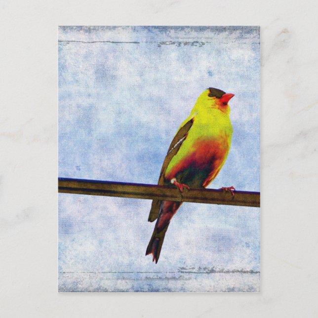 Goldfinch on Power Line Postcard (Front)