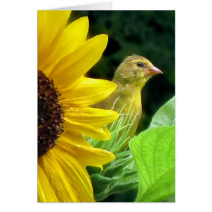 Goldfinch on Sunflower