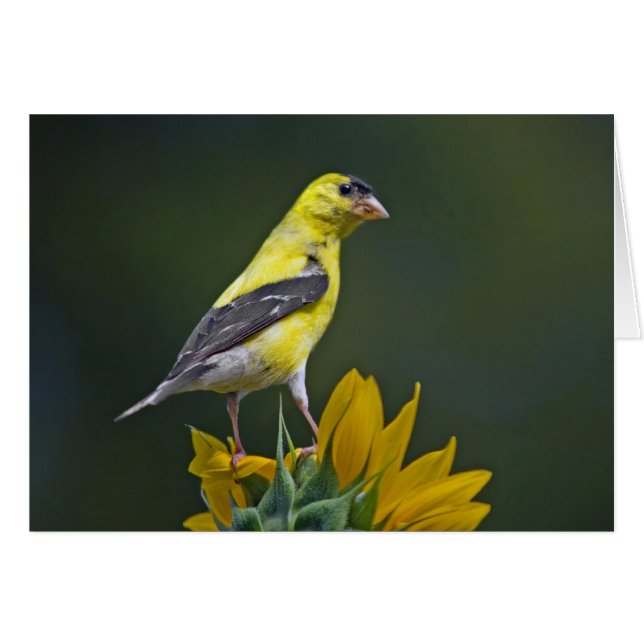 Goldfinch on Sunflower (Front Horizontal)