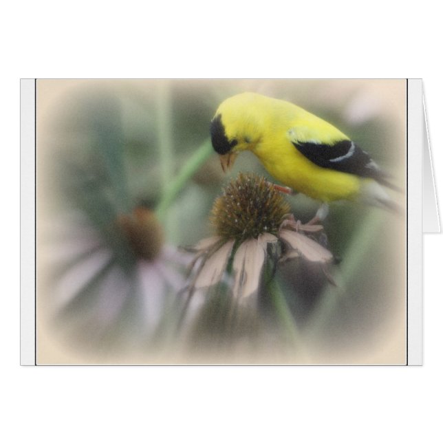 Goldfinch on Thistle (Front Horizontal)
