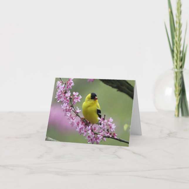 Goldfinch onBlossoming Redbud Tree Branch  Card (Front)