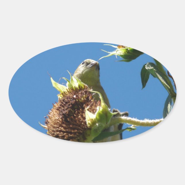 Goldfinch Oval Sticker (Front)