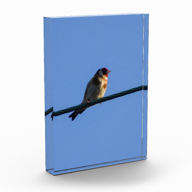 Goldfinch  photo block (Left)