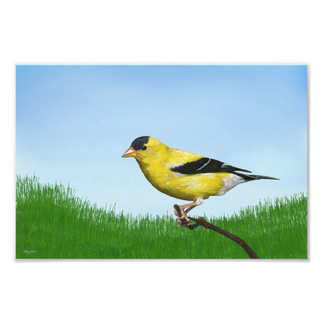 Goldfinch Photo Print (Front)