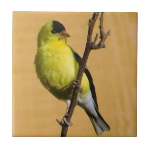 Goldfinch Pose Ceramic Tile