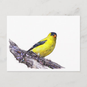 Goldfinch Postcard