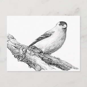 Goldfinch Postcard