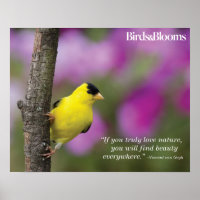 Goldfinch