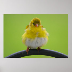 Goldfinch Print