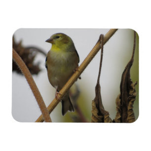 Goldfinch Profile Magnet