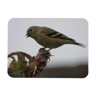 Goldfinch Resting on Sunflower Magnet