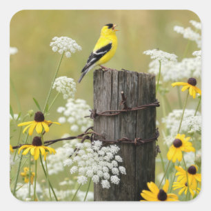 Goldfinch Singing on a Fence Post Square Sticker
