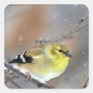Goldfinch Square Sticker