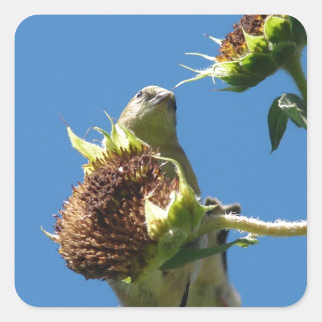 Goldfinch Square Sticker (Front)