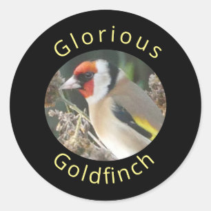 Goldfinch Sticker 