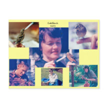 Goldfinch Story 1973 Postcard