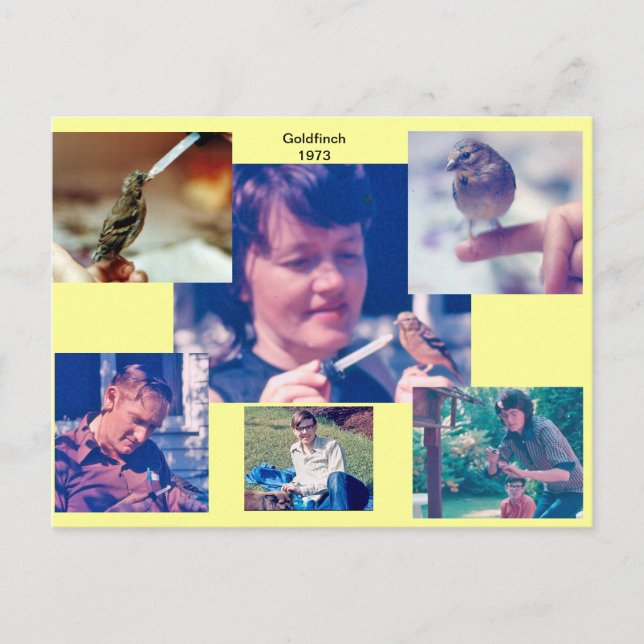 Goldfinch Story 1973 Postcard (Front)