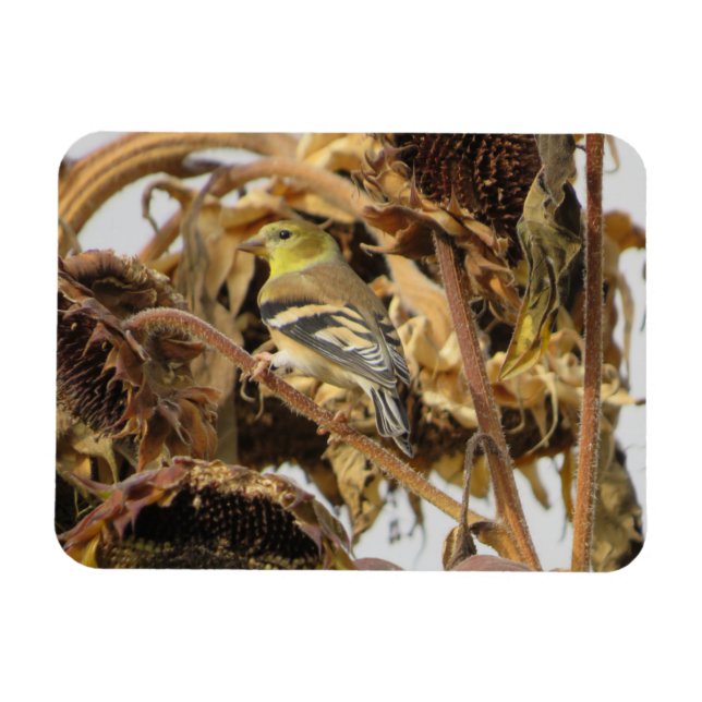 Goldfinch with Sunflower Magnet (Horizontal)