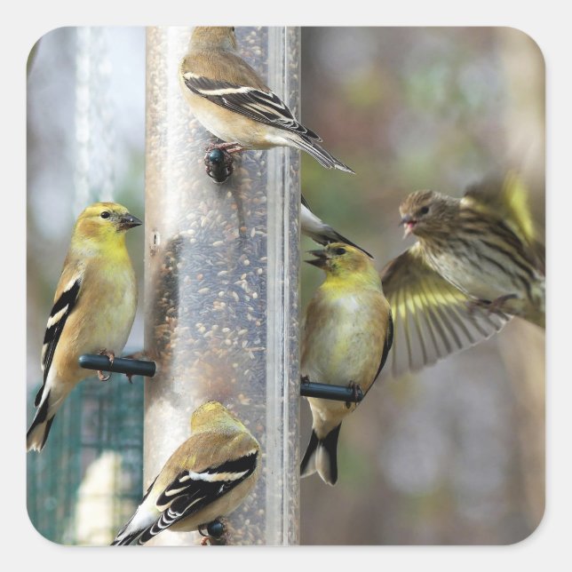 Goldfinches at the Feeder Square Sticker (Front)