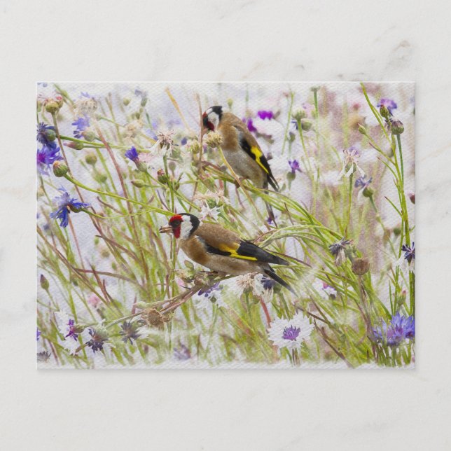Goldfinches Postcard (Front)