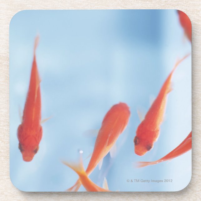 Goldfish 2 coaster (Front)