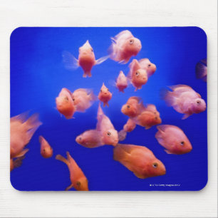 Goldfish 2 mouse pad