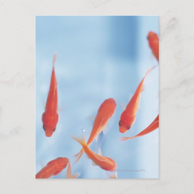 Goldfish 2 postcard (Front)