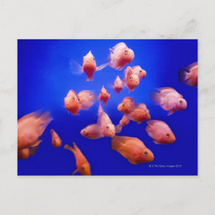 Goldfish 2 postcard