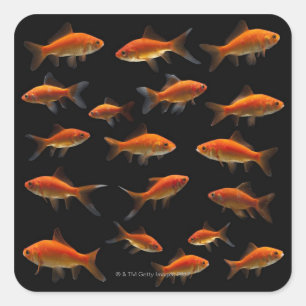 Goldfish 2 square sticker