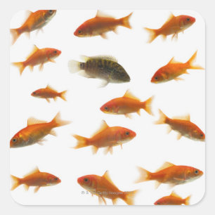 Goldfish 3 square sticker