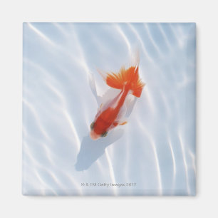 Goldfish 5 magnet