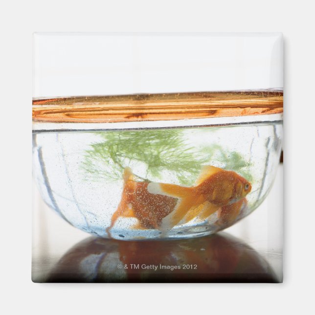 Goldfish bowl magnet (Front)