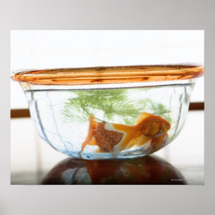 Goldfish bowl poster