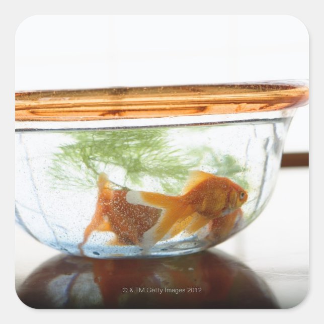 Goldfish bowl square sticker (Front)