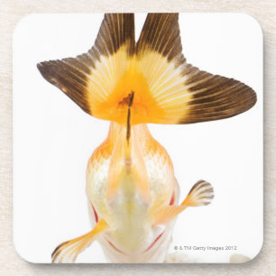 Goldfish (Carassius auratus) 2 Coaster