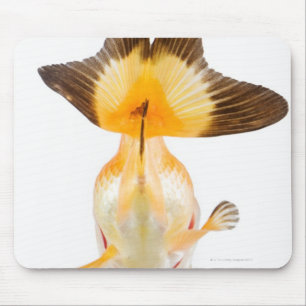 Goldfish (Carassius auratus) 2 Mouse Pad