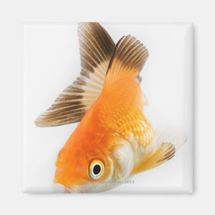 Goldfish (Carassius auratus) Magnet