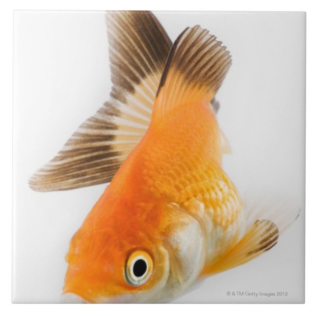 Goldfish (Carassius auratus) Tile (Front)