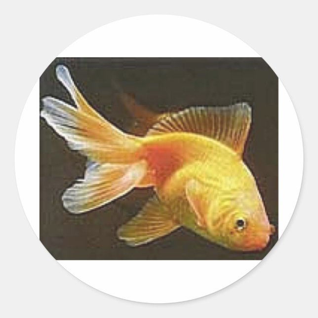 Goldfish Classic Round Sticker (Front)