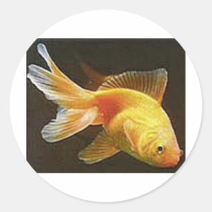 Goldfish Classic Round Sticker