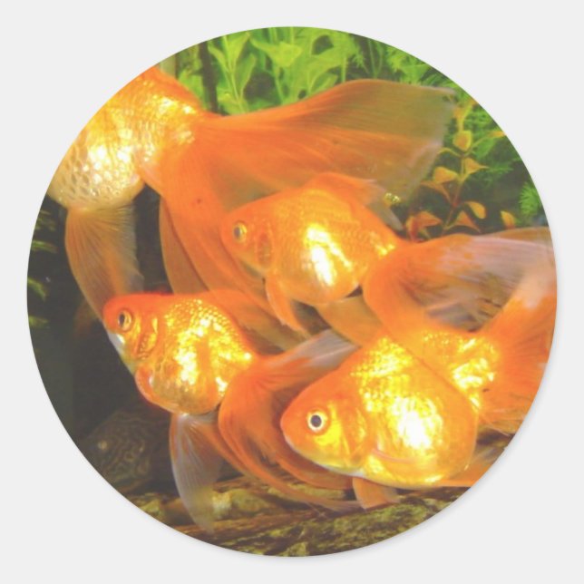 Goldfish Galore Classic Round Sticker (Front)