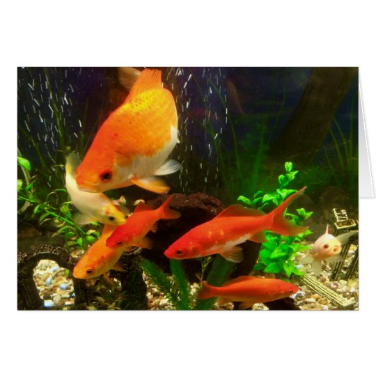 Goldfish greeting card