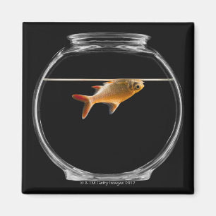Goldfish in bowl 2 magnet