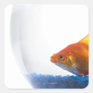 Goldfish in bowl on white background square sticker