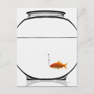 Goldfish in bowl postcard