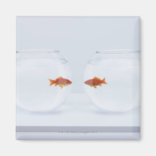 Goldfish in separate fishbowls looking face to fac magnet