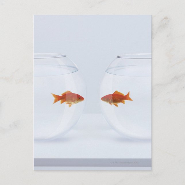 Goldfish in separate fishbowls looking face to postcard (Front)